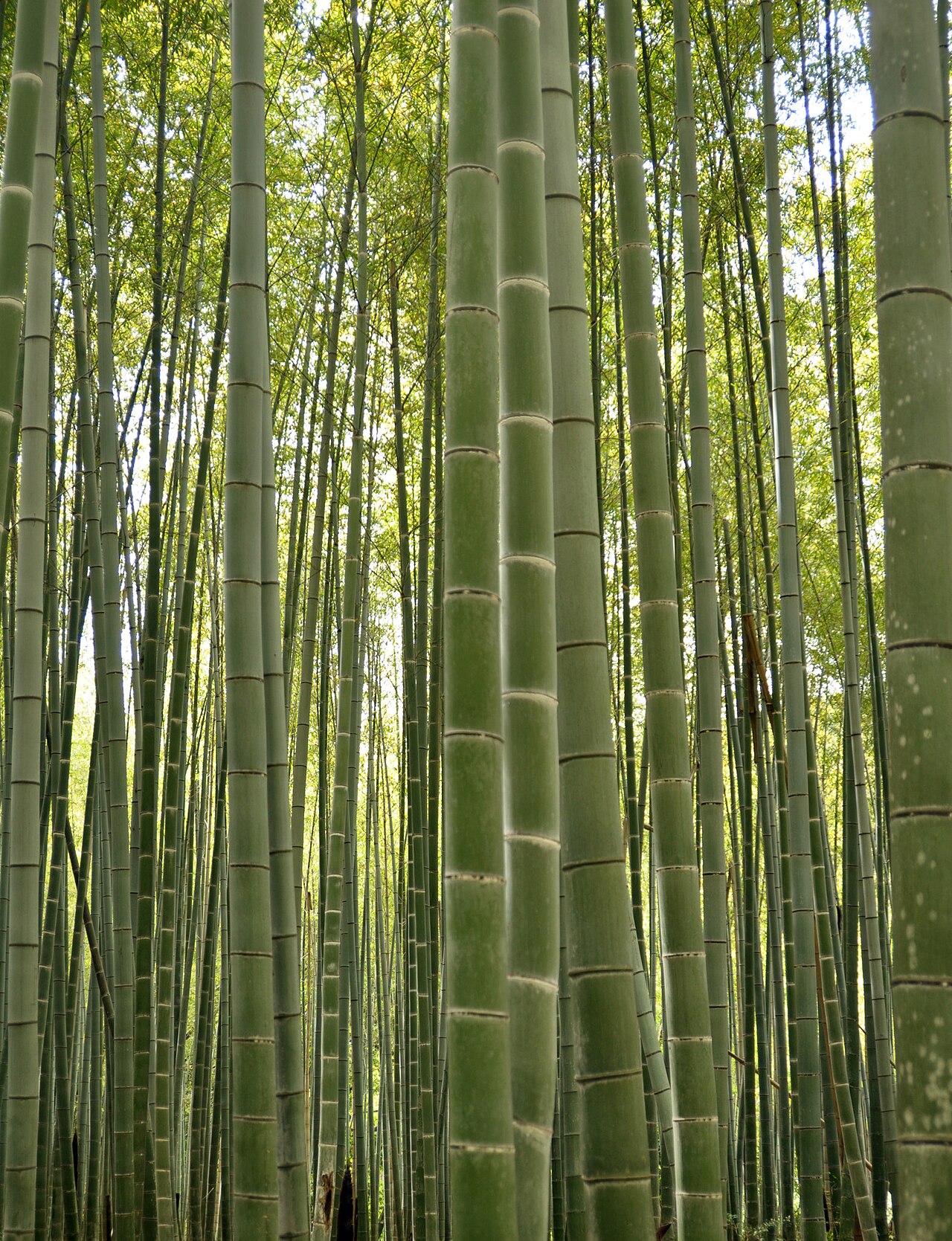 Una fotografia di Ōkōchi Sansō