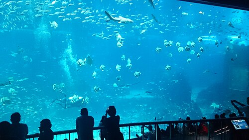 Singapore Oceanarium