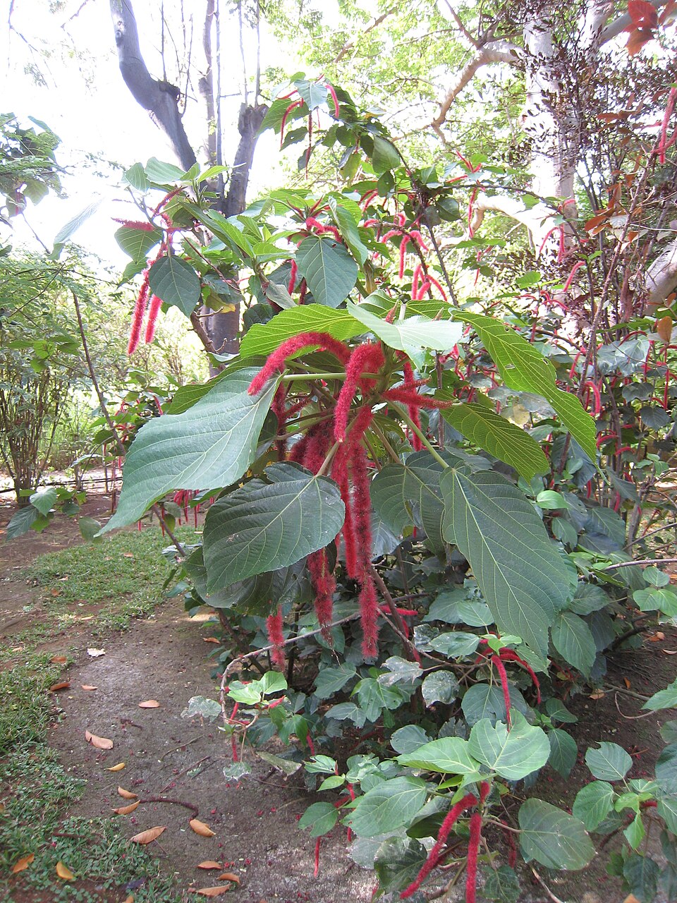 Jardín Edén