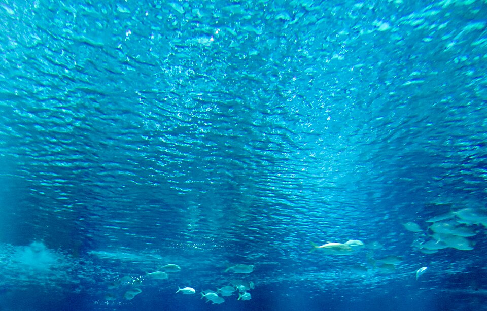 A photograph of AquaRio