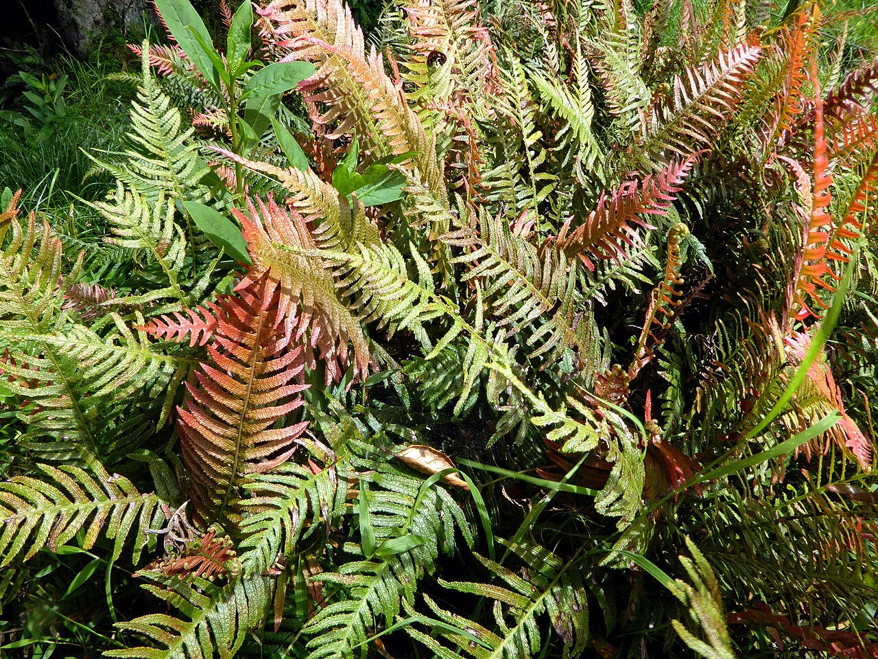 Duder Regional Park