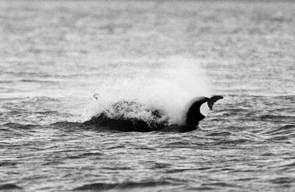 A photograph of Jumping Dolphins