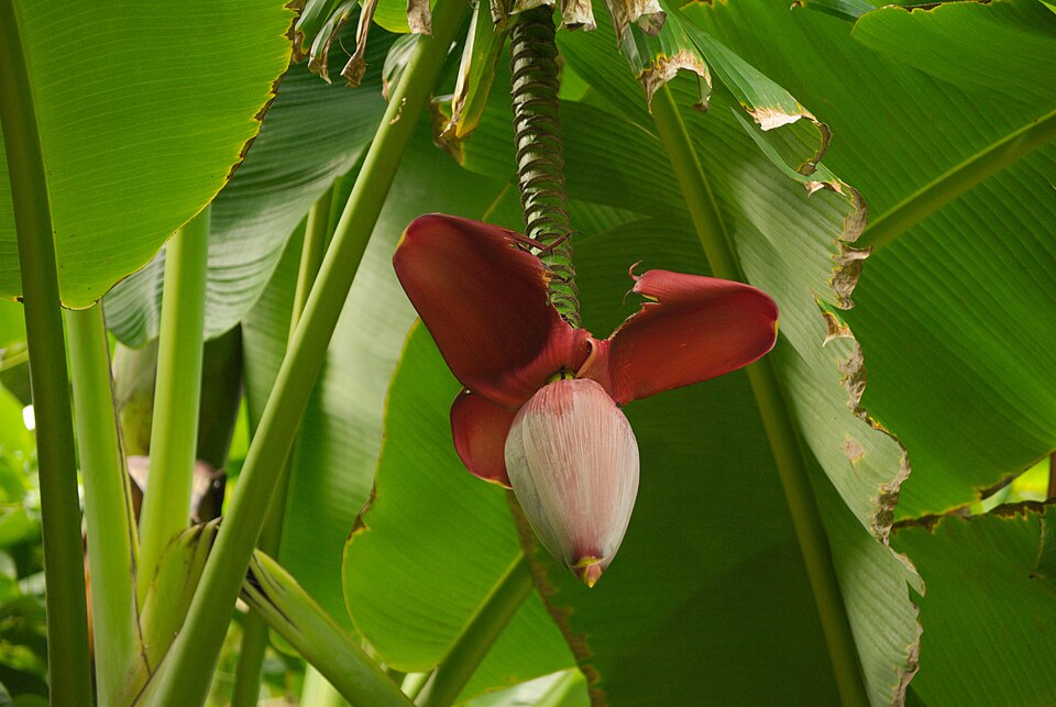 A photograph of Ho'omaluhia Botanical Garden