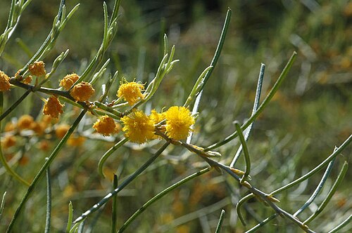 Western Australian Botanic Garden