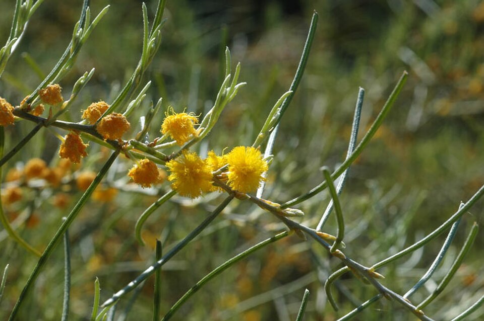 Western Australian Botanic Garden