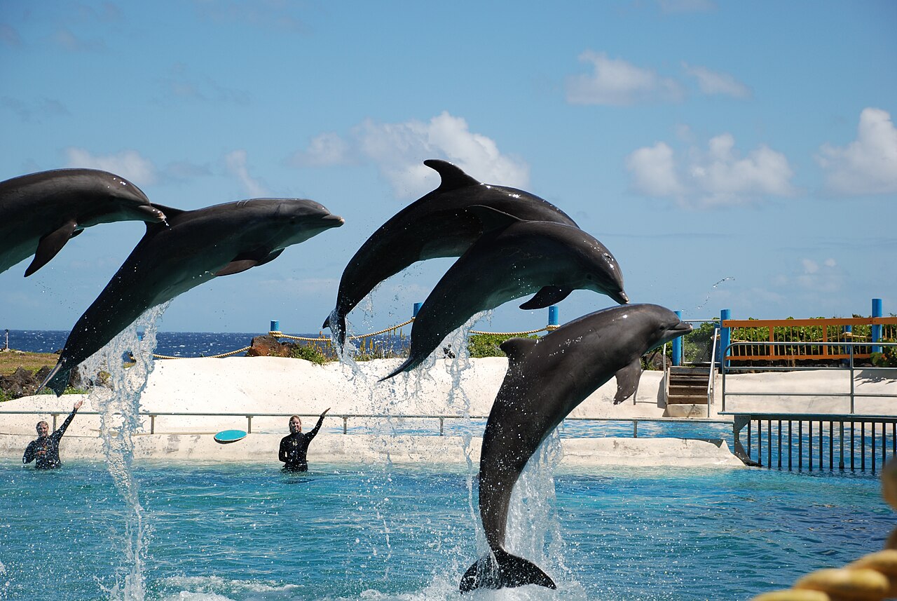 Sea Life Park Hawaii fotoğrafı