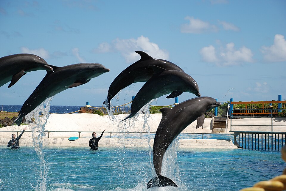 A photograph of Sea Life Park Hawaii