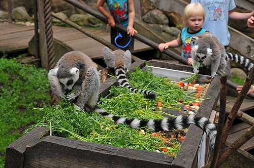 Skansen-akvariet