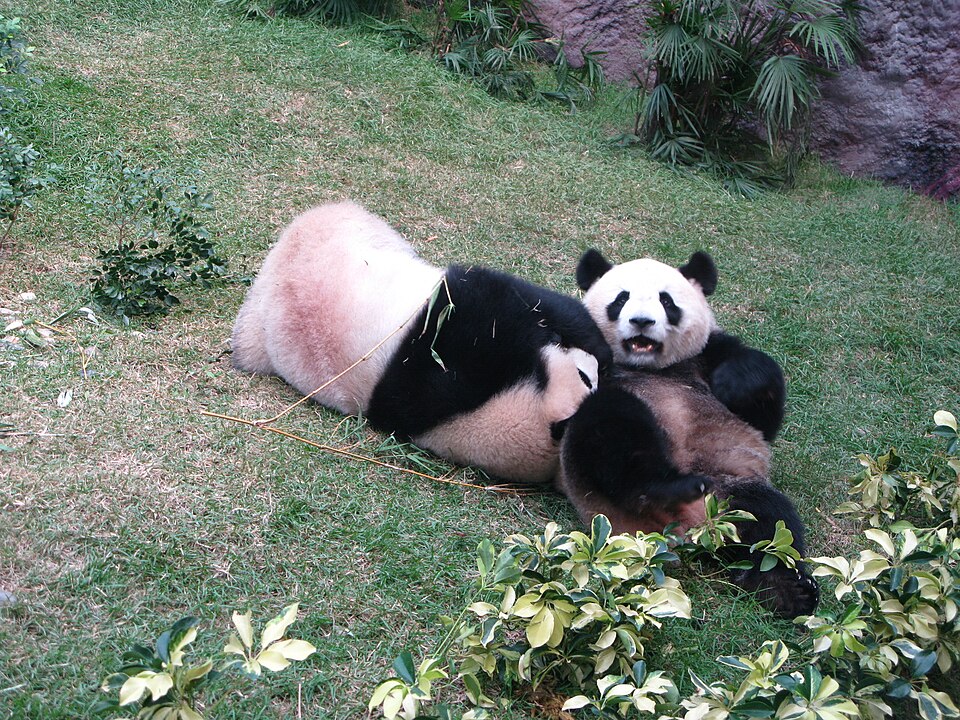 A photograph of Macao Giant Panda Pavilion