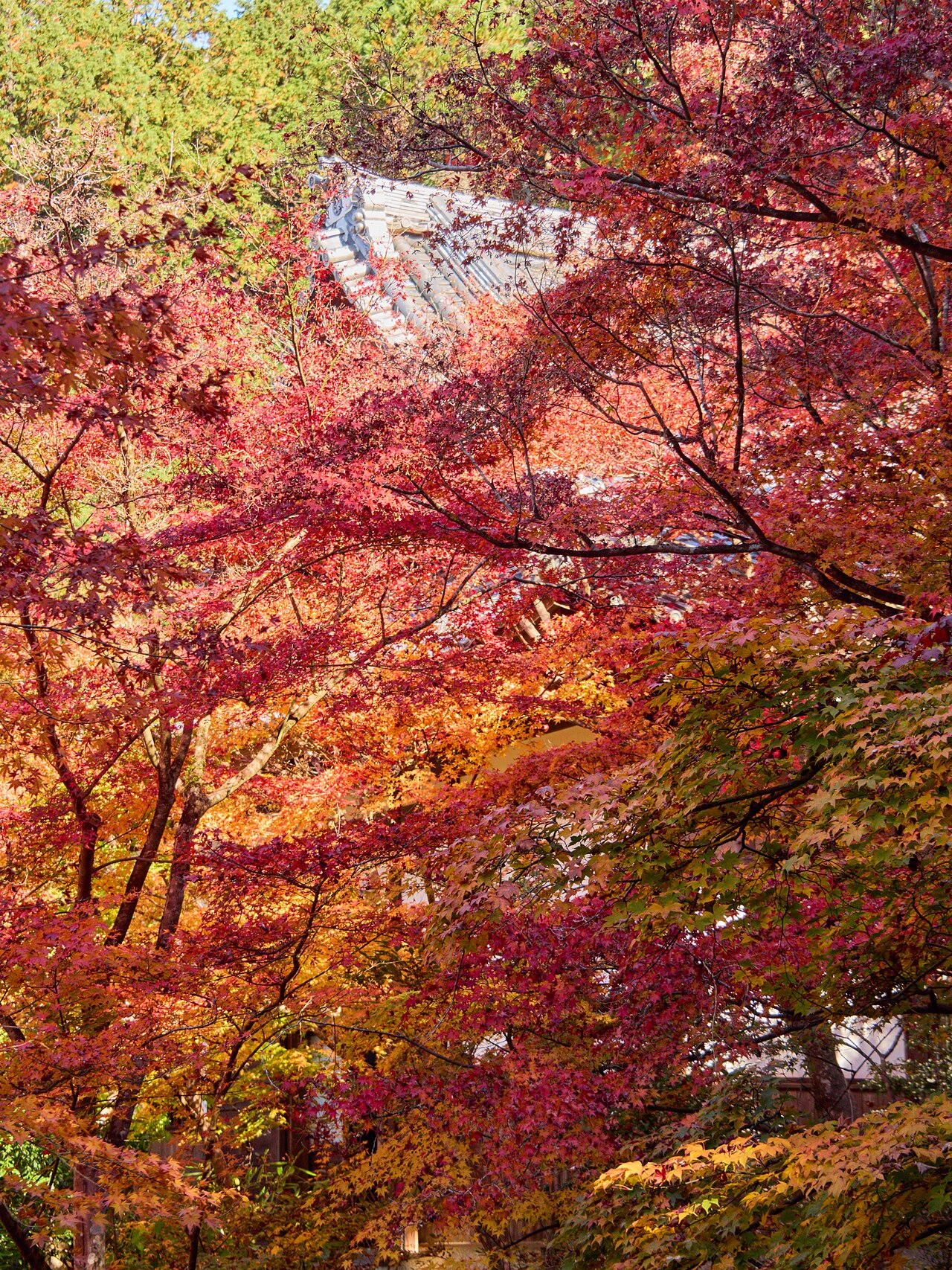 円光寺 の写真