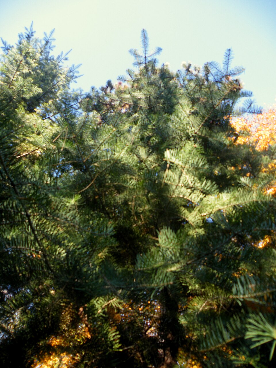 A photograph of Jevremovac botanic garden
