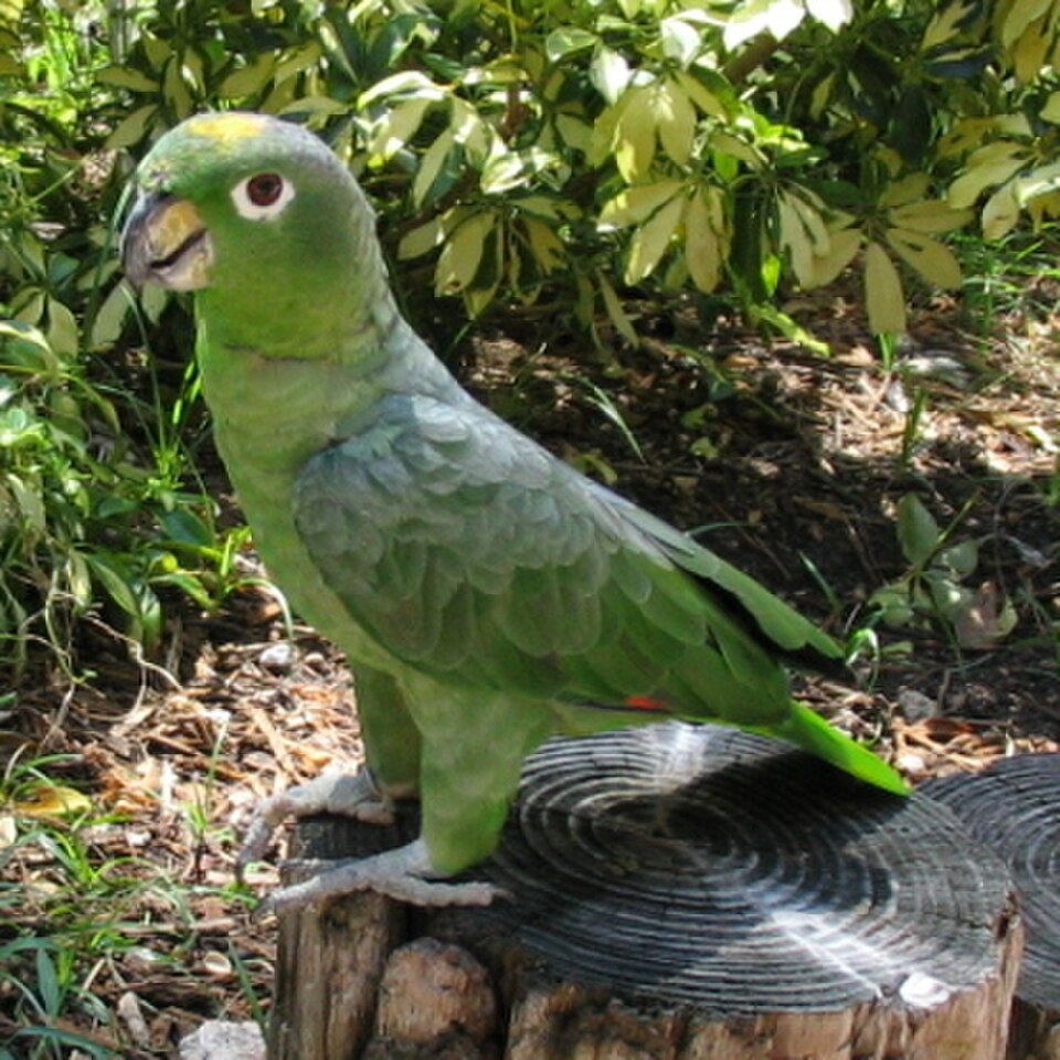A photograph of Jungle Island