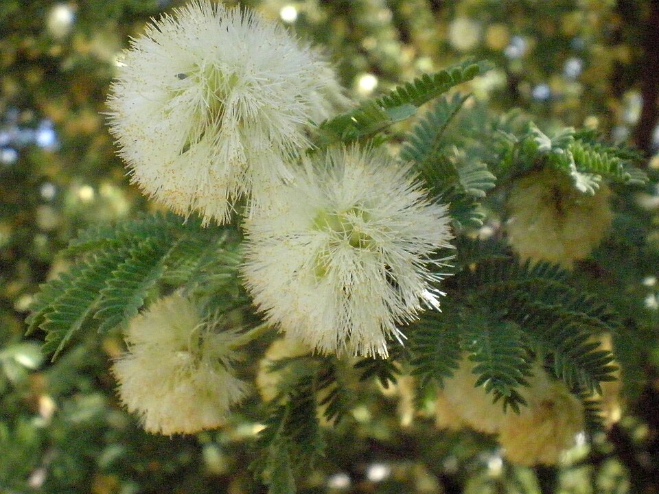 Jardí Botànic de Barcelona