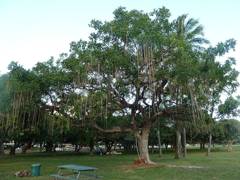 A photograph of Ala Moana Beach Park