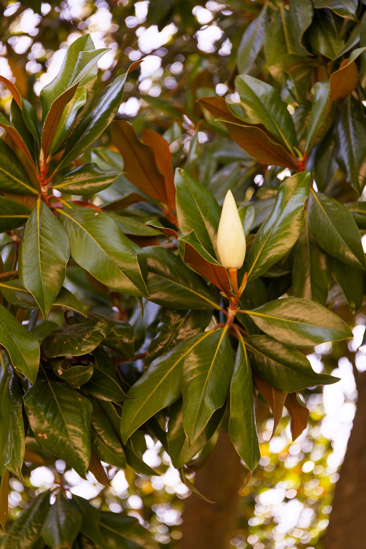 Magnolia Collection fotoğrafı
