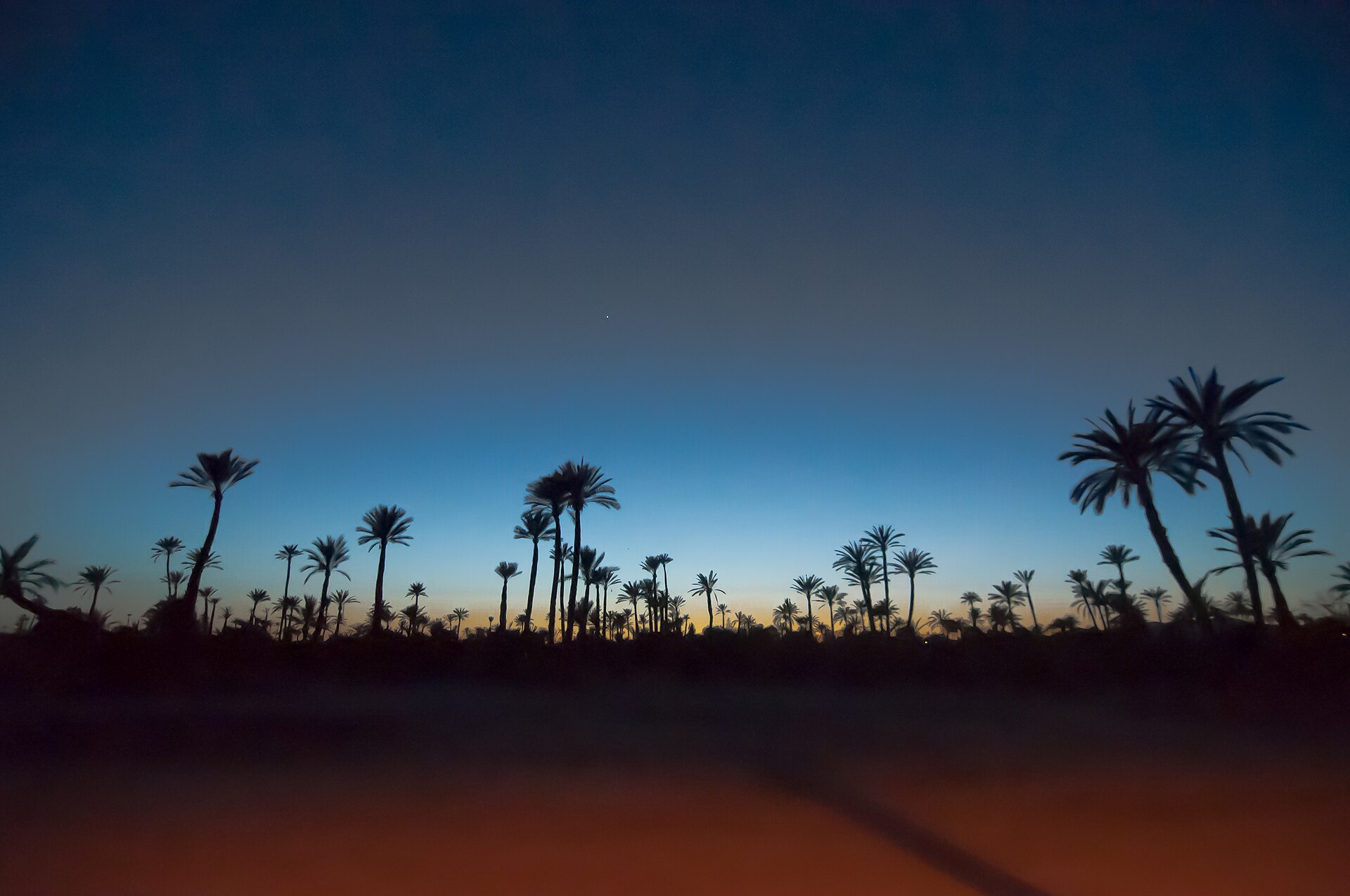 Palmeraie fotoğrafı