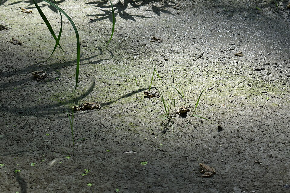 A photograph of Great War Island