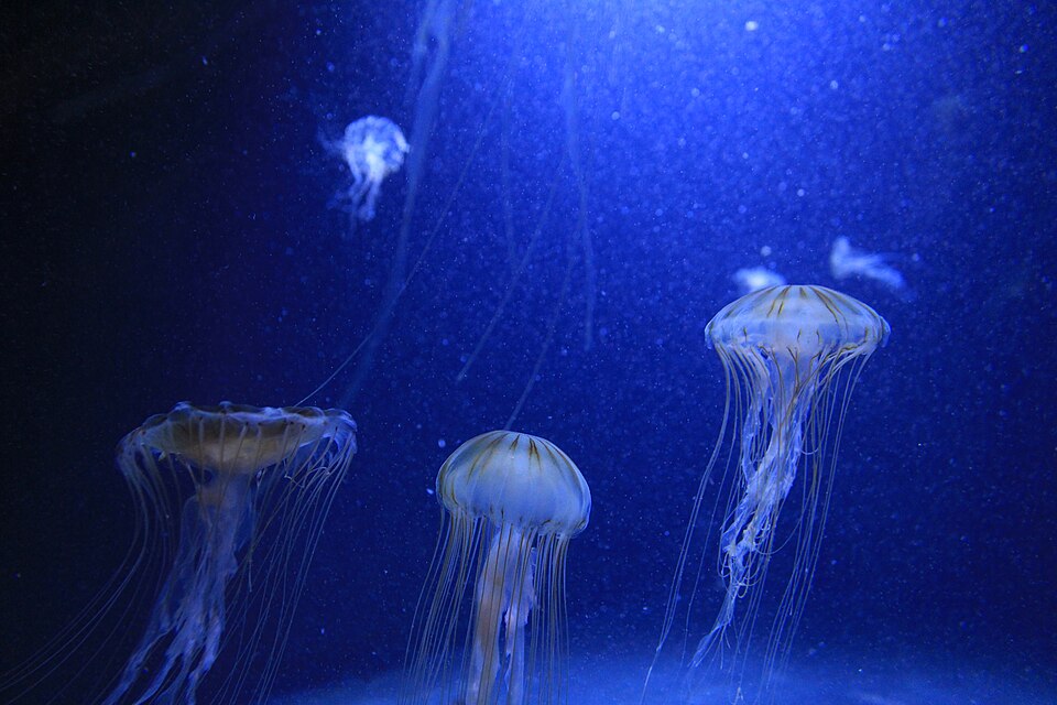 A photograph of Aquarium Berlin