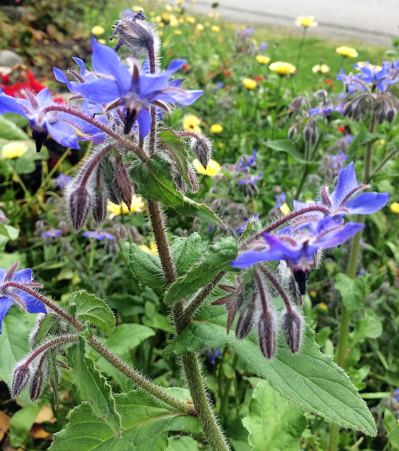 Ein Foto von garden