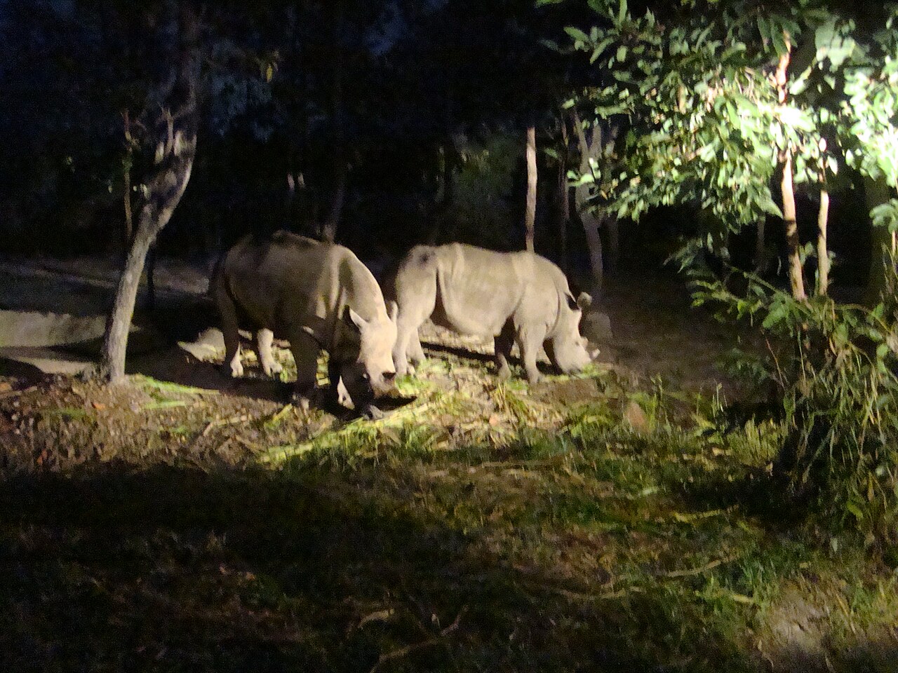 Chiang Mai Night Safari의 사진