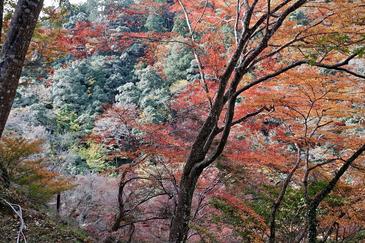Una fotografia di Jingo-ji Temple