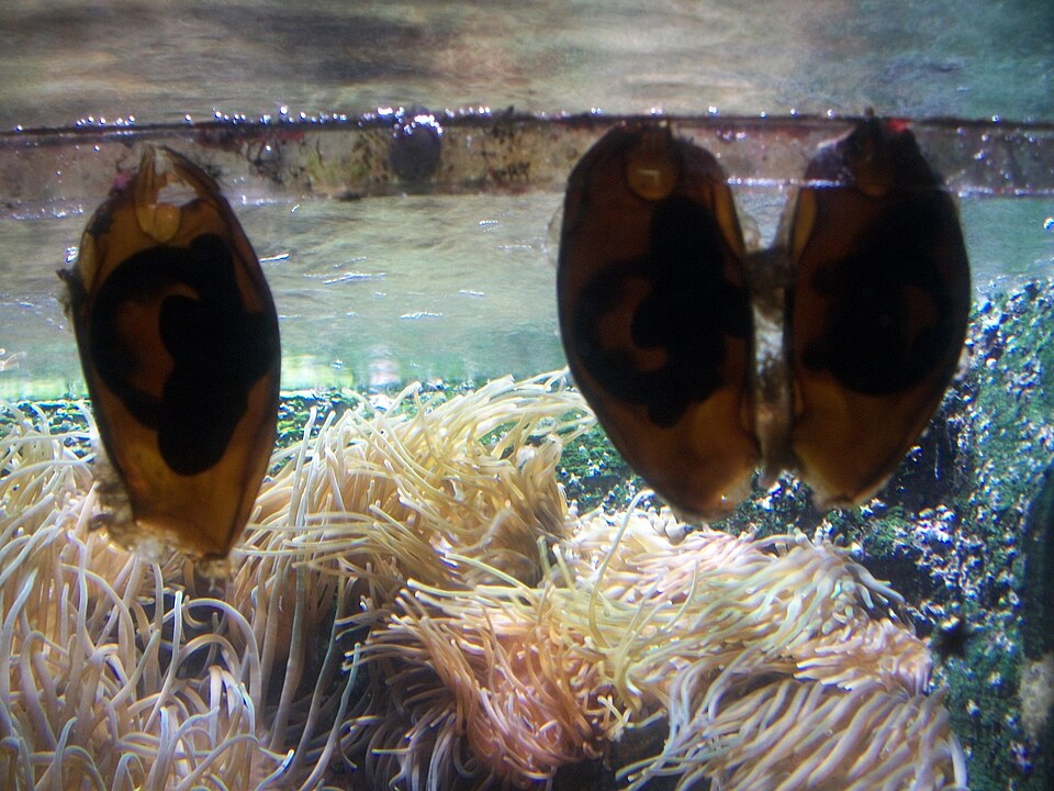 A photograph of Aquarium de Paris