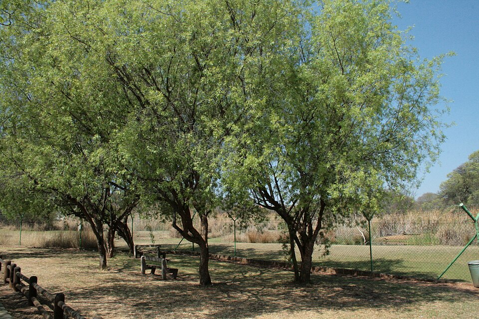 Austin Reserve