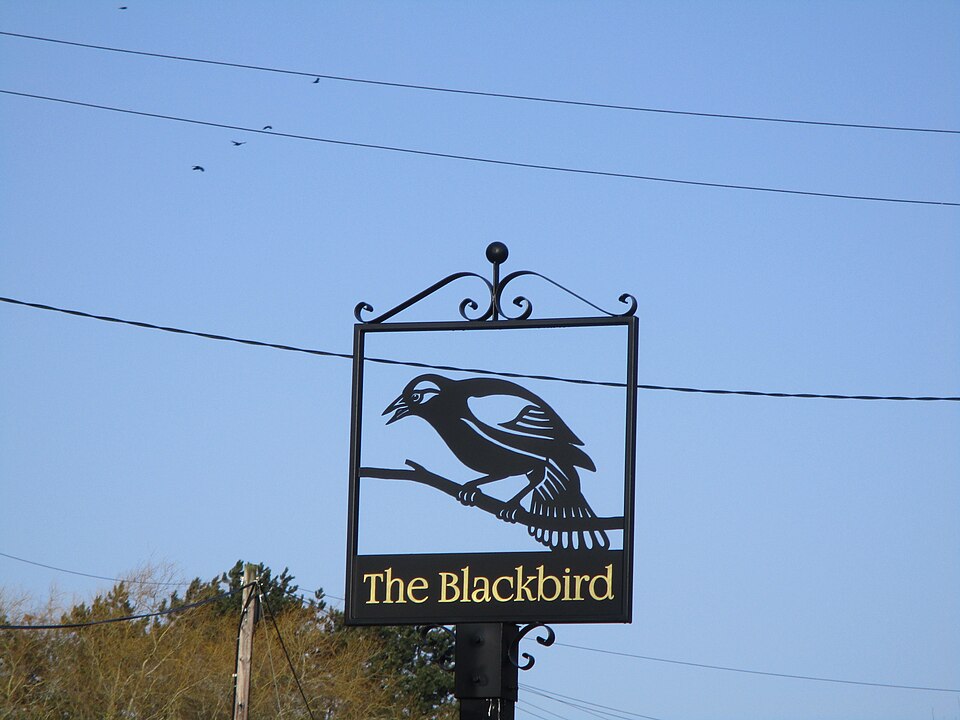 A photograph of Blackbird