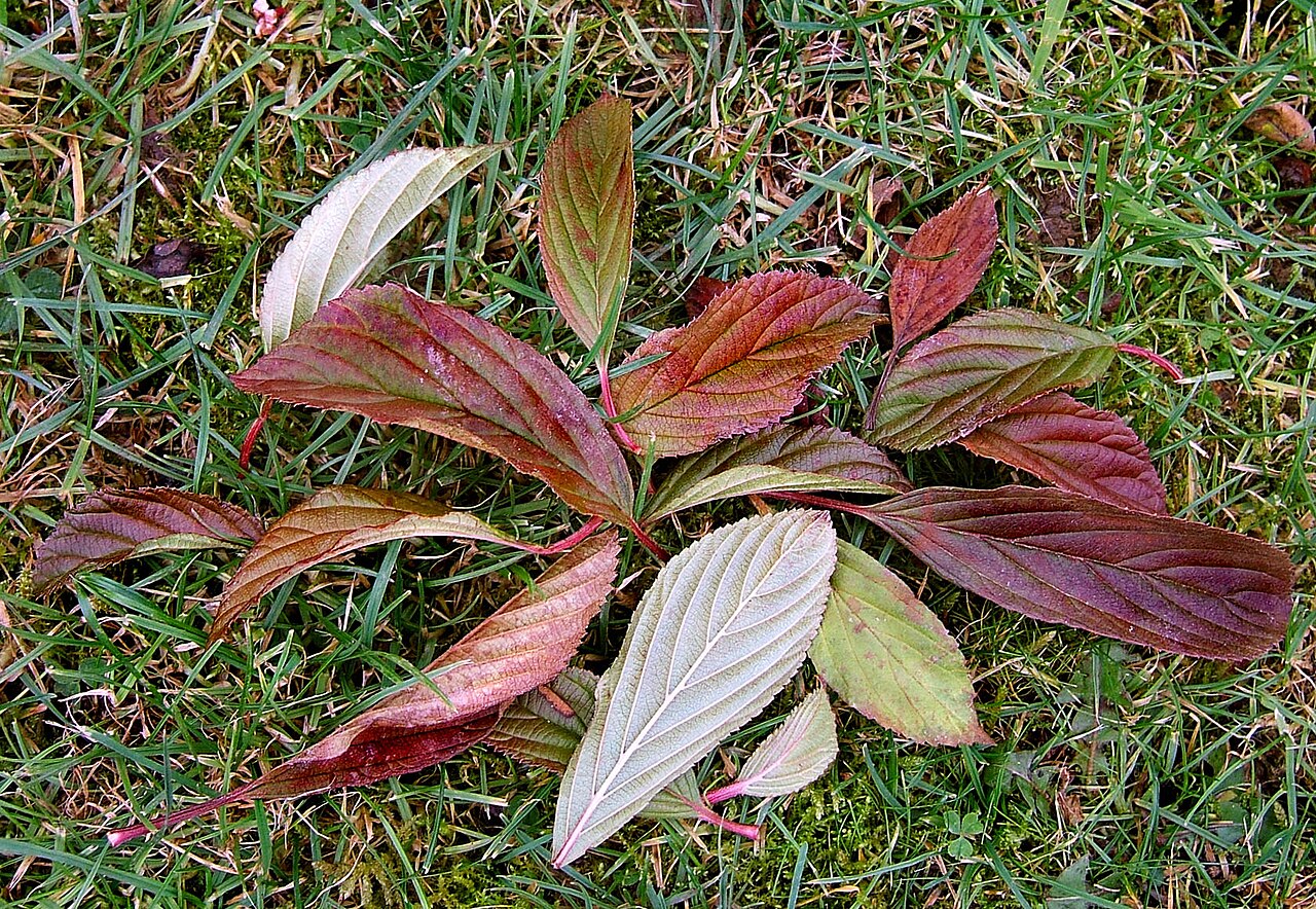 Crimson fotoğrafı