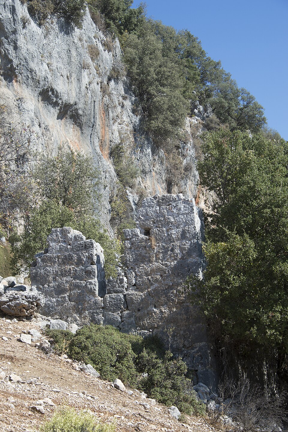 A photograph of Cyaneae