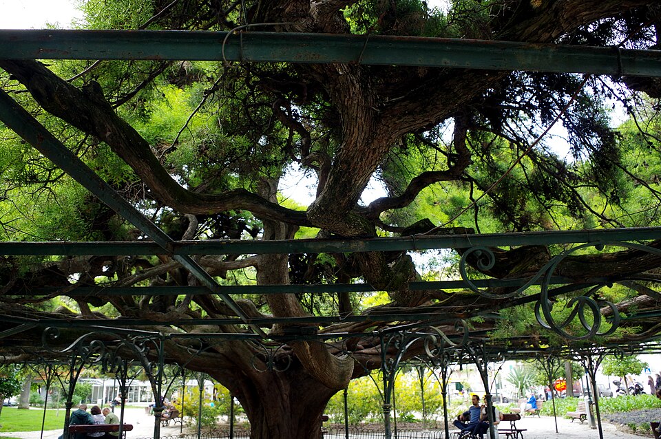 A photograph of Jardim do Príncipe Real