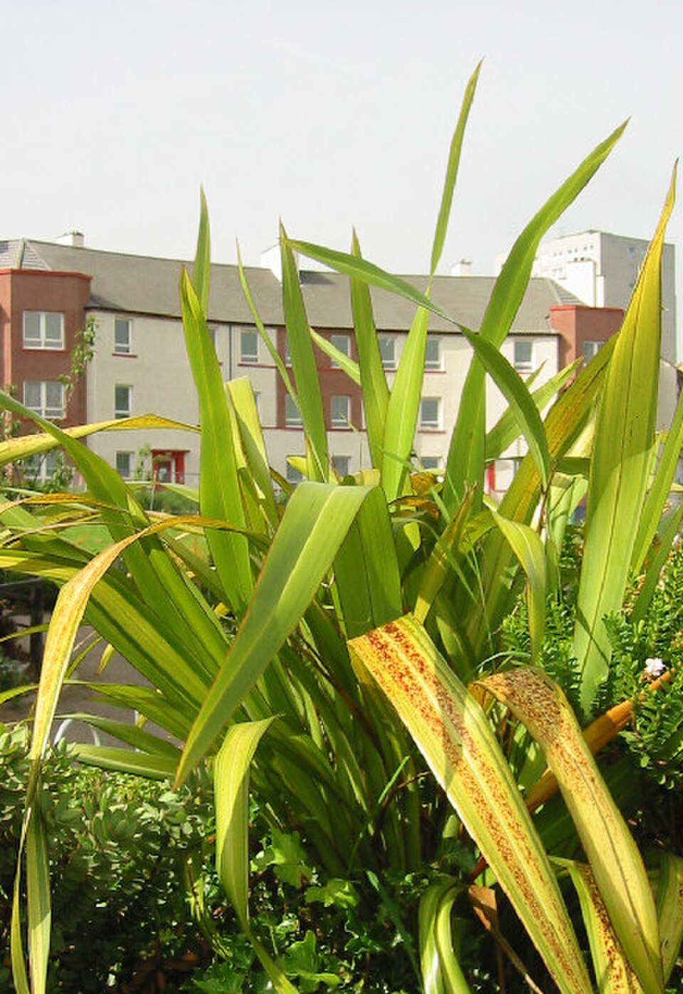 A photograph of Craigmillar Growers