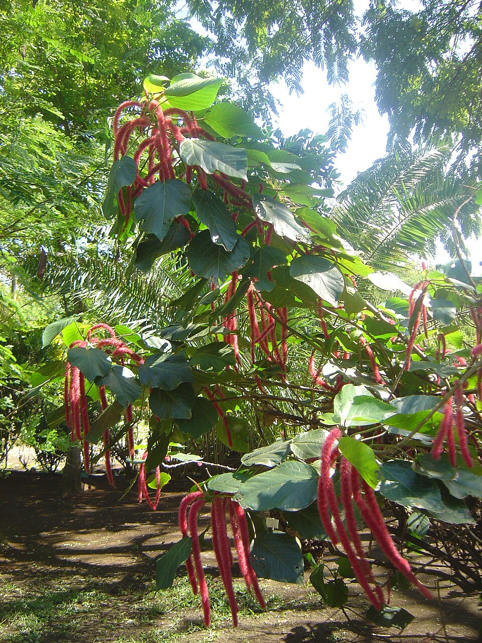 A photograph of Jardín Edén