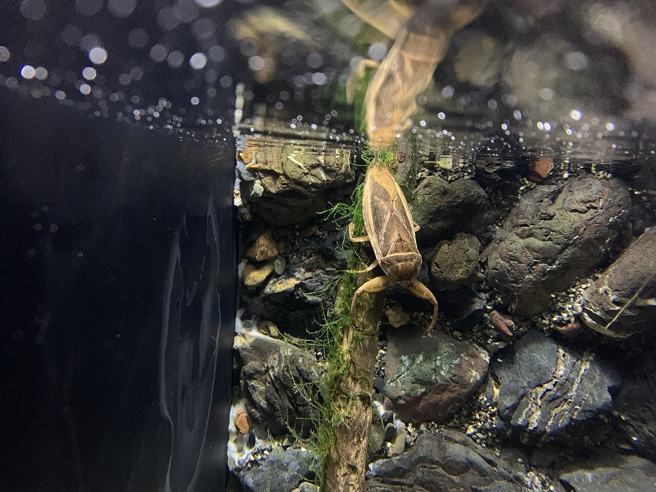 Una fotografia di Kyoto Aquarium