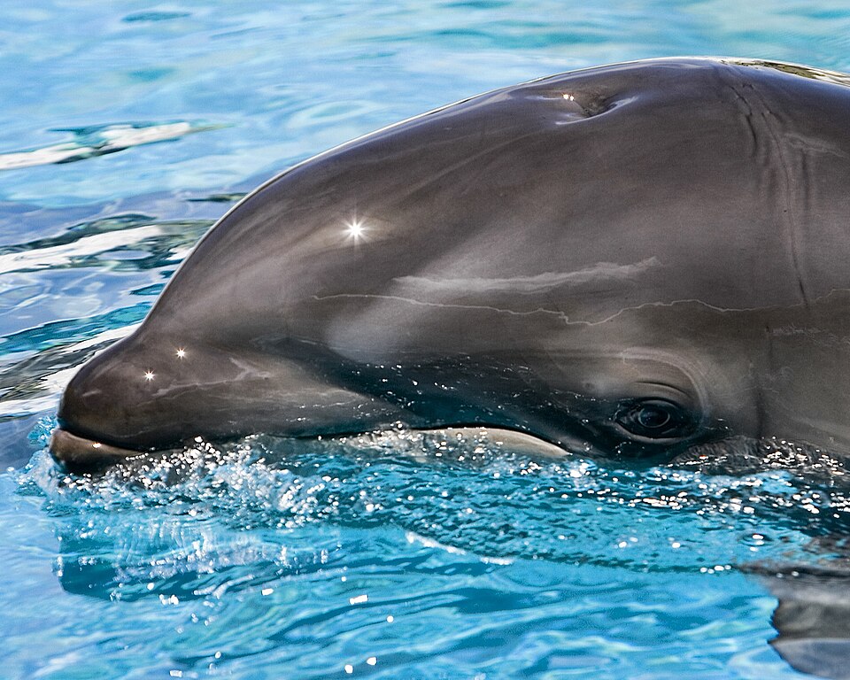 A photograph of Sea Life Park Hawaii