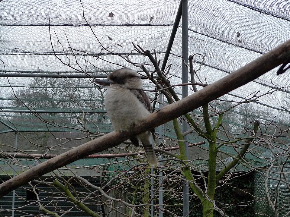 A photograph of Golders Hill Park Zoo