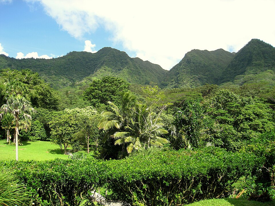 A photograph of Lyon Arboretum