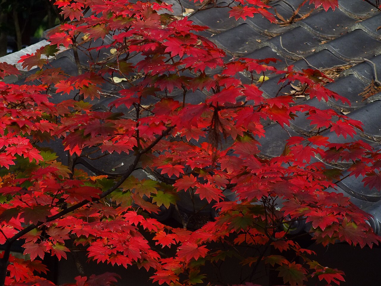 Una fotografia di Daikaku-ji Temple