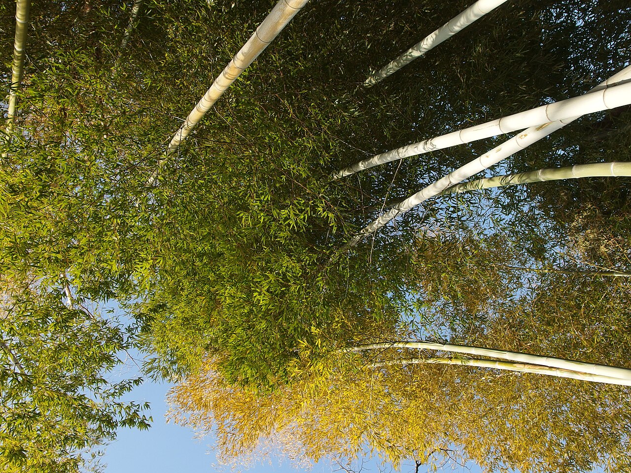Mukōjima-Hyakkaen Garden fotoğrafı