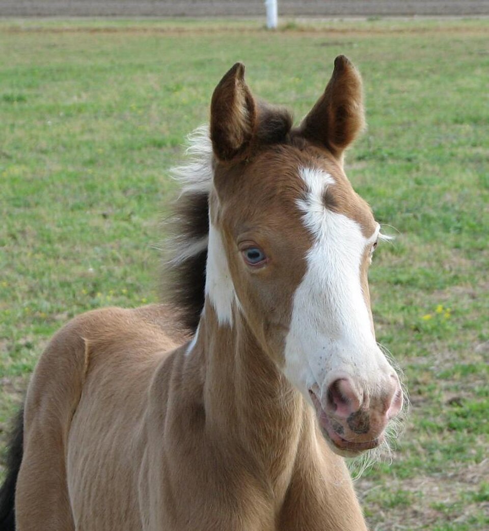 A photograph of Horse head
