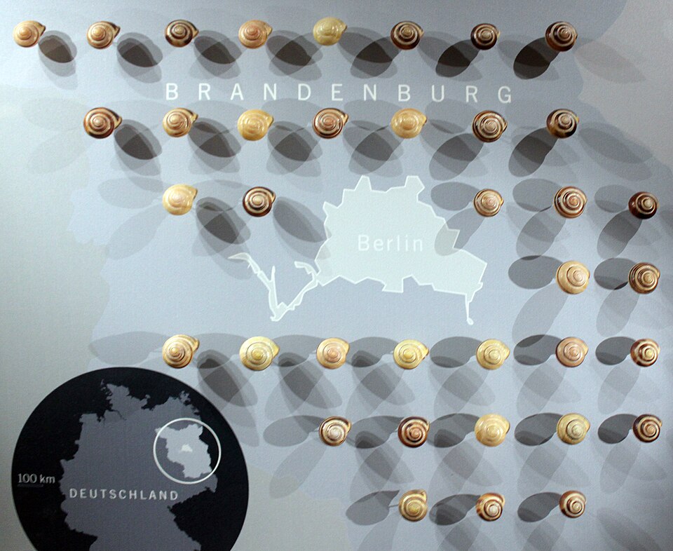 A photograph of The Specimen Jar