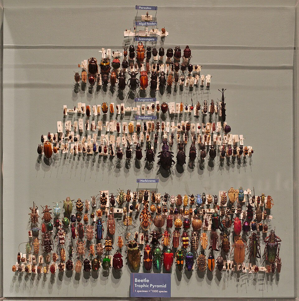 A photograph of Harvard Museum of Natural History