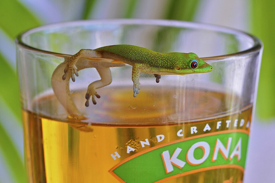 A photograph of Kona Brewing Company