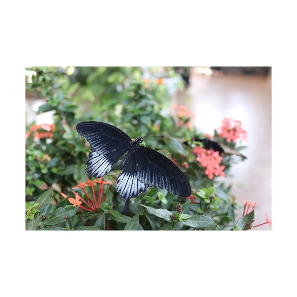 A photograph of Dubai Butterfly Garden