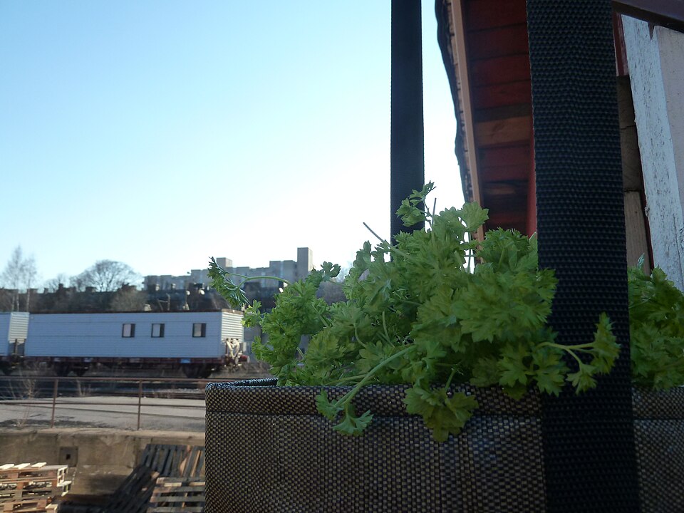 A photograph of Urban garden