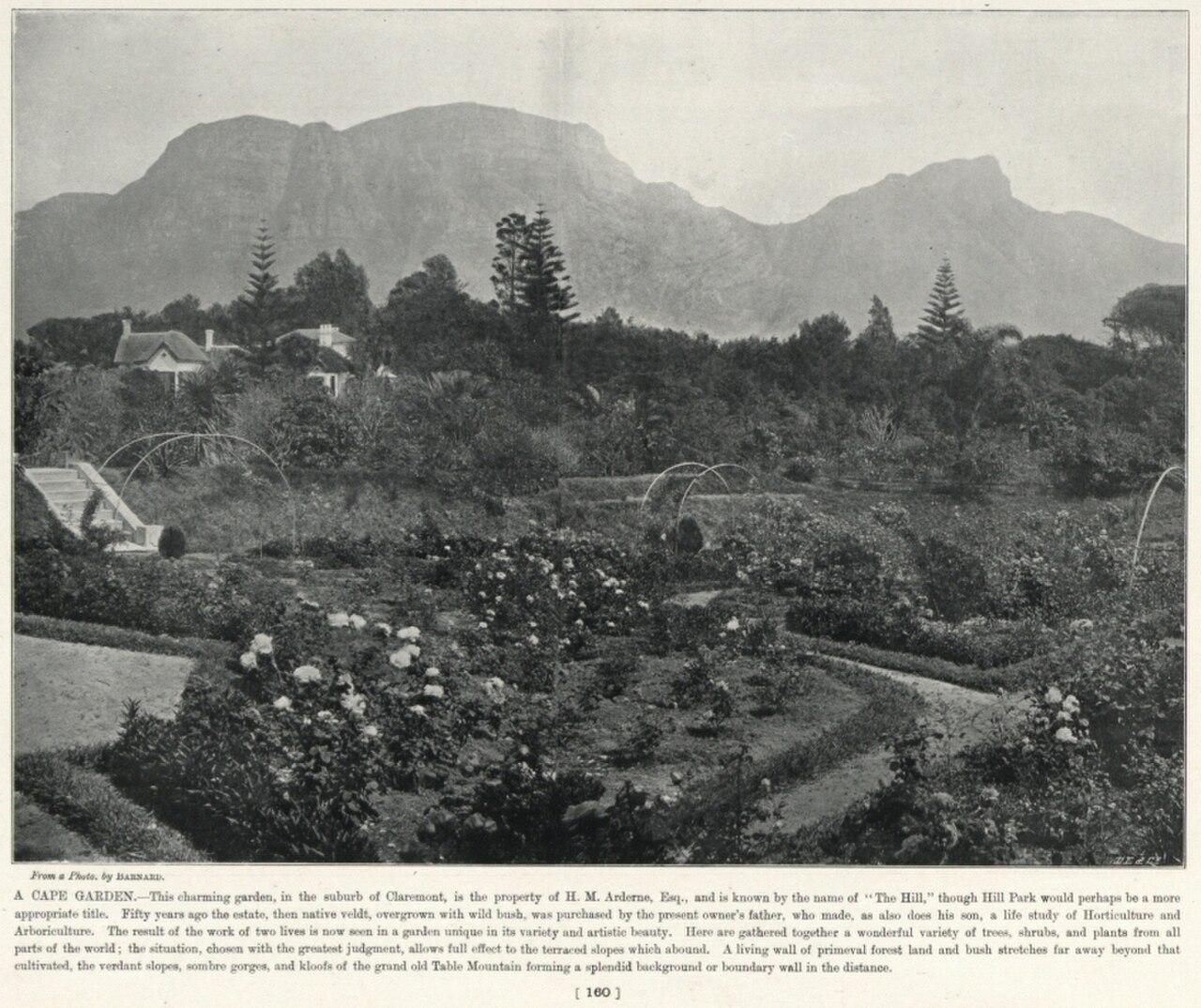 Arderne Gardens fotoğrafı