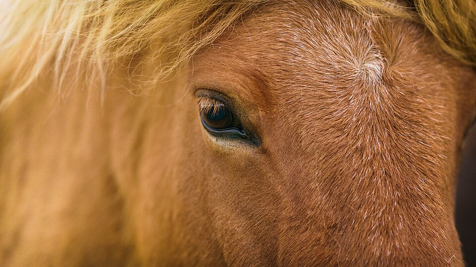 A photograph of Horse head
