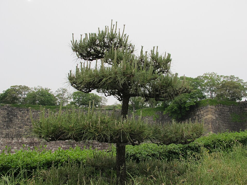 A photograph of Osaka Castle