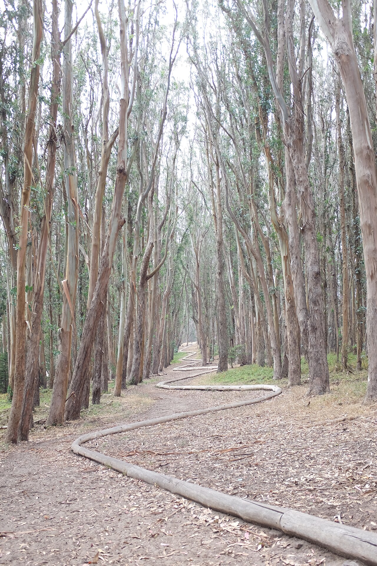 Wood Line