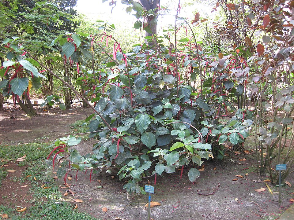 A photograph of Jardín Edén